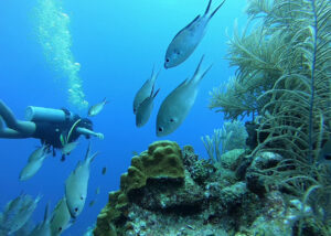 Dive inbetween all the fish