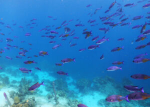 underwater diving in bonaire