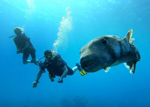 Diving behind a big puffer fish