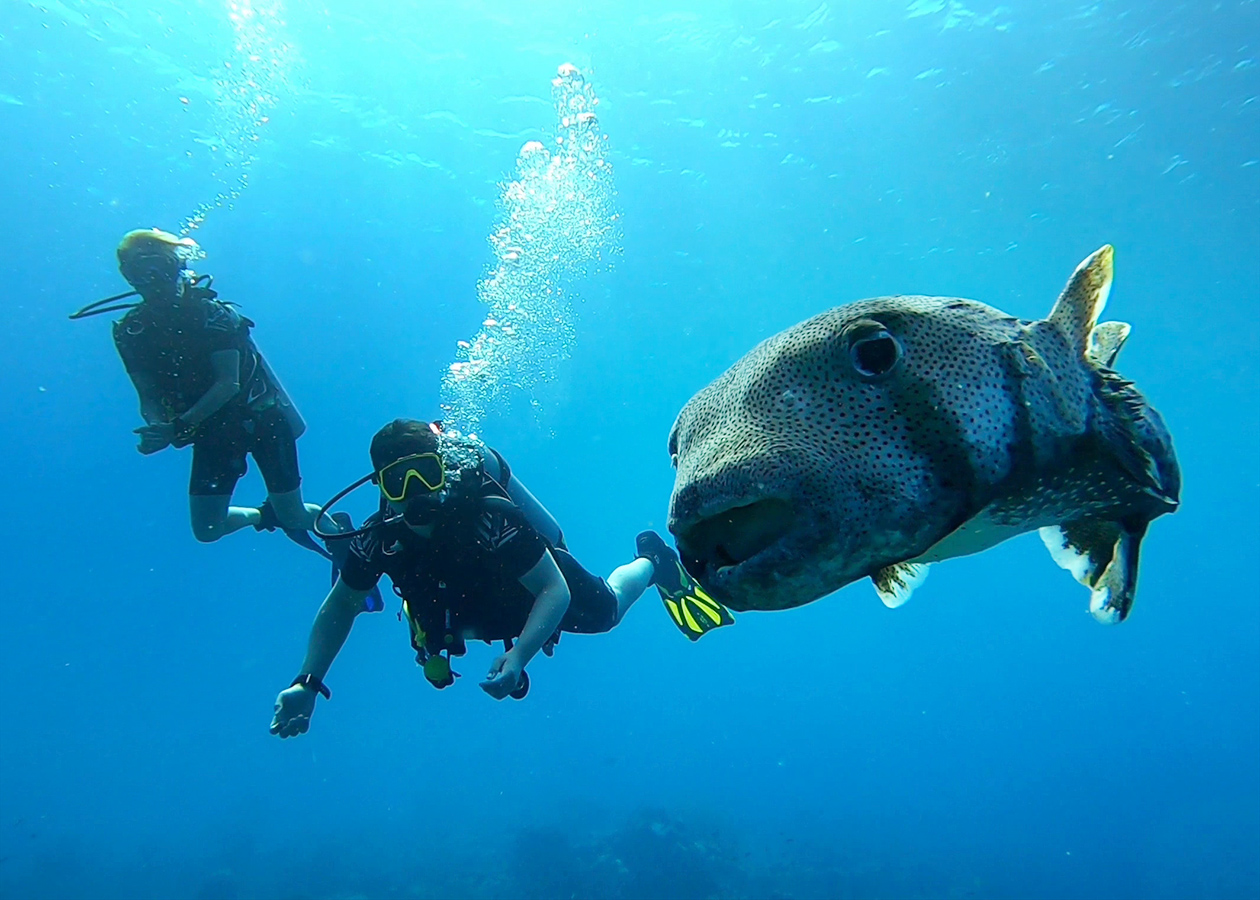 Diving behind a big puffer fish