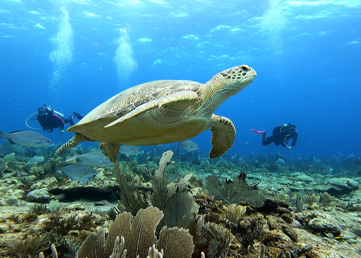 turtle with divers in bonaire with yellowfin
